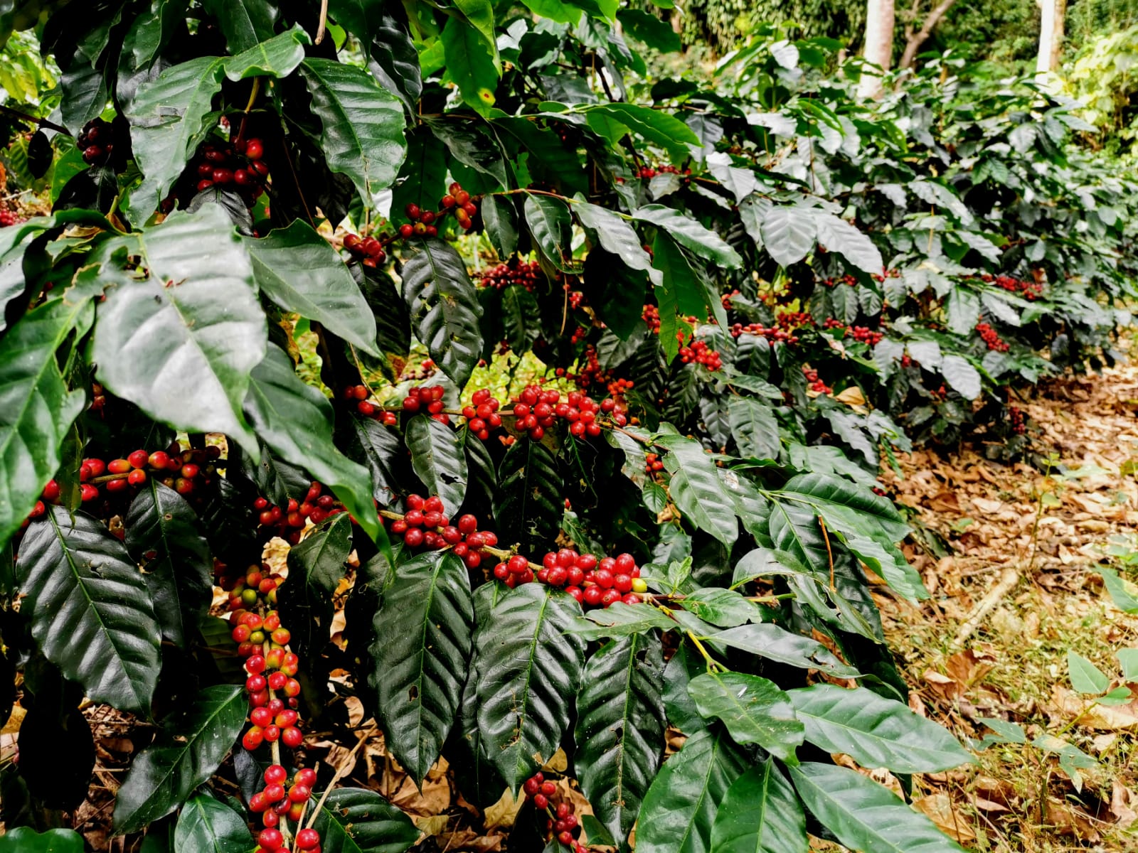Load video: Our founder had a serious complication following surgery, but found that drinking coffee helped her manage her frequent headaches. She found