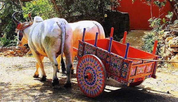 Oxcarts are the symbol of coffee transportation in Costa Rica, used in the late 1800s.