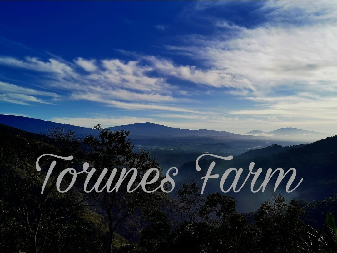 Photo of the organic coffee farm in Costa Rica that grows our coffee. Volcanos in background